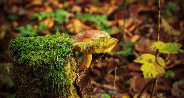 У Харкові померла пенсіонерка, отруївшись грибами