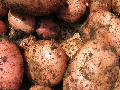 На Волині у картоплі виявили рак. Що буде з урожаєм