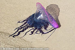 Средиземное море наполнилось ядовитыми медузами 