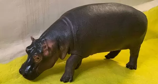 В Одеському біопарку оселився гіпопотам Нільсен