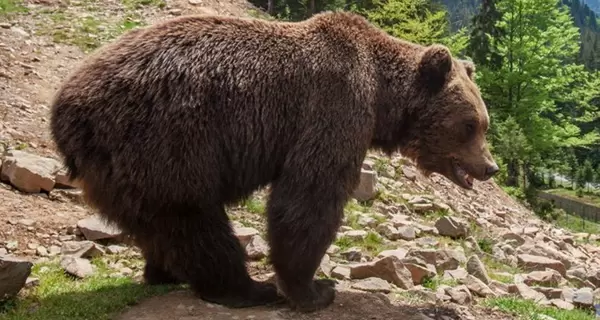 У Росії боксер Медведєв вбив ведмедя, який напав на нього