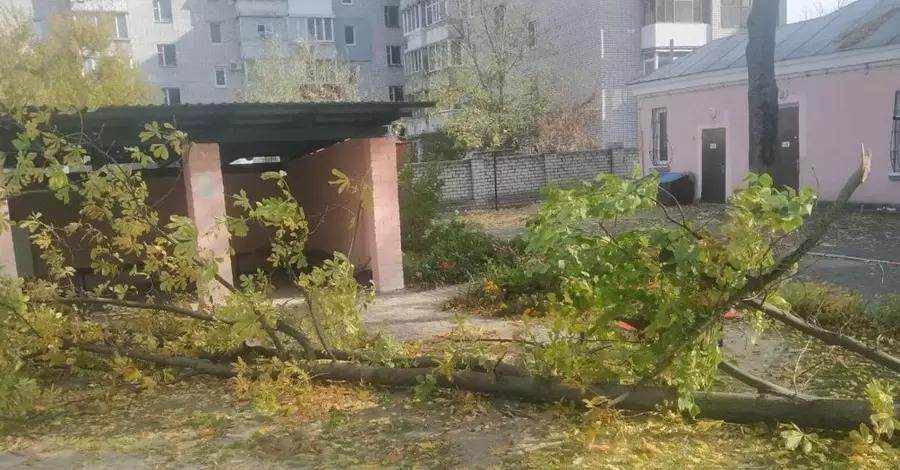 Умерла девочка, на которую упало дерево в детсаду Кременчуга 