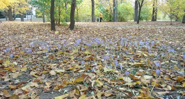 В Днепре посреди октября расцвели крокусы в парке
