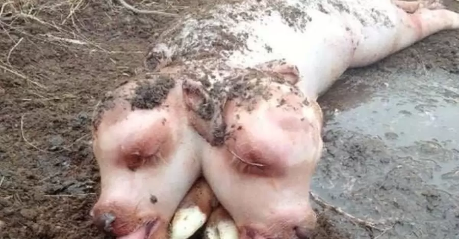 В Хакасии корова родила теленка с двумя головами и телом свиньи 