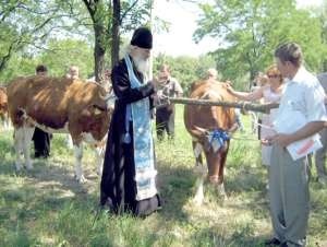 Иностранцы дарят донецким крестьянам коров, пчел и даже червяков [ФОТО] 