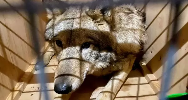 Трьох вовків під виглядом собак намагалися вивезти з 