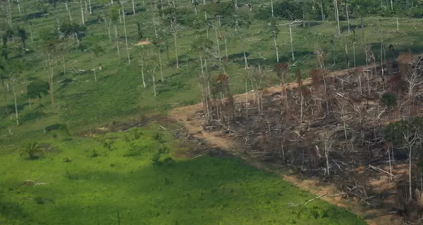 Влада Індонезії засумнівалася в даній на COP26 обіцянці покінчити з вирубкою лісів
