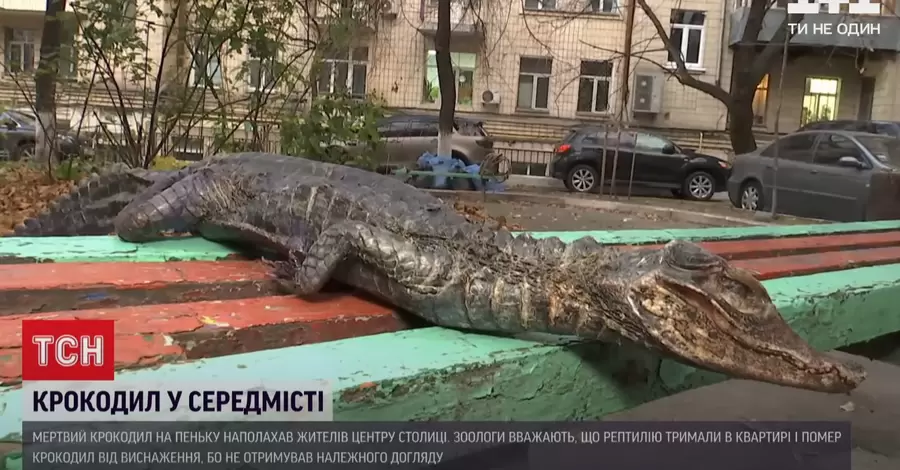 У Києві на клумбі знайшли мертвого крокодила