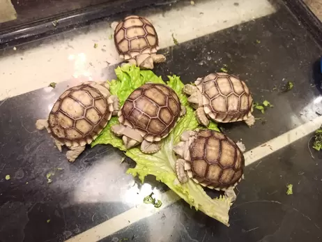 В зоопарке Одессы похвастались необычными новорожденными черепашками