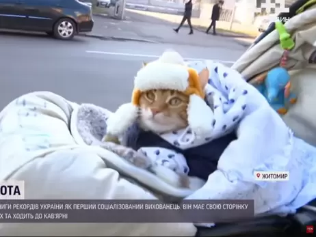 Житомирского кота Микки внесли в Книгу рекордов Украины: Имеет свой гардероб и коляску для прогулок 