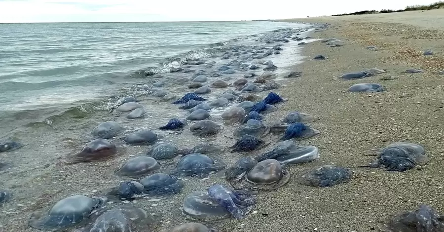 Массовая гибель медуз под Одессой: на пляж выбросило около миллиона корнеротов