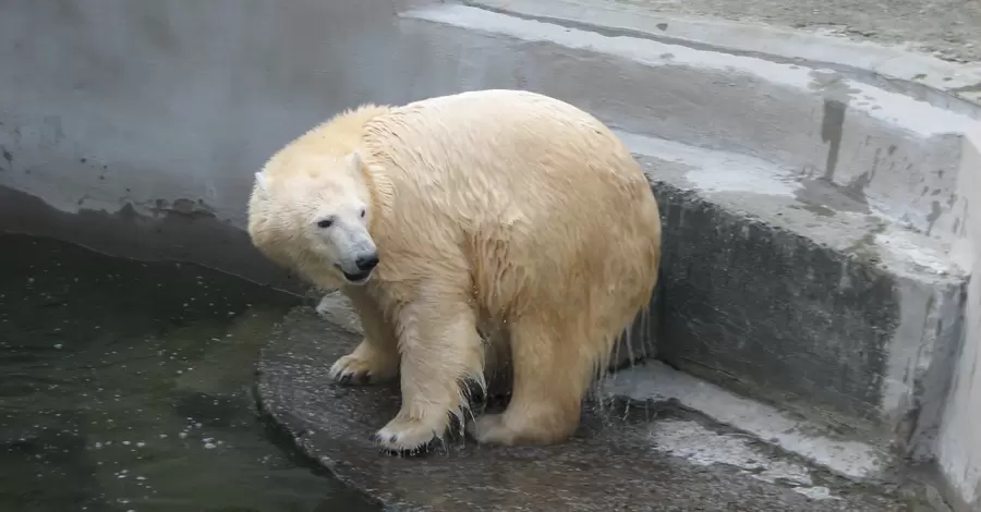 У Миколаївському зоопарку святкують 10-річчя білої ведмедиці Зефірки