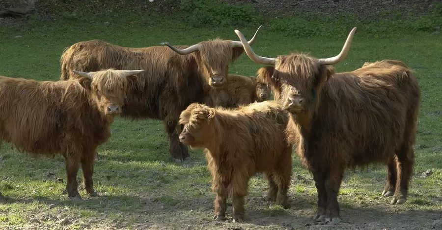 В зоопарк Мелитополя завезли «плюшевых» коров