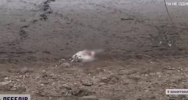 На Вінниччині поліція розслідує масову загибель лебедів