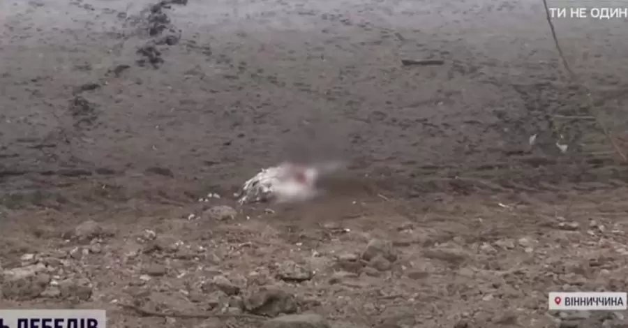 На Вінниччині поліція розслідує масову загибель лебедів