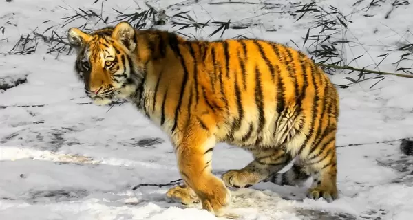 Небезпечна екзотика: навіщо в Україні живих тигрів продають