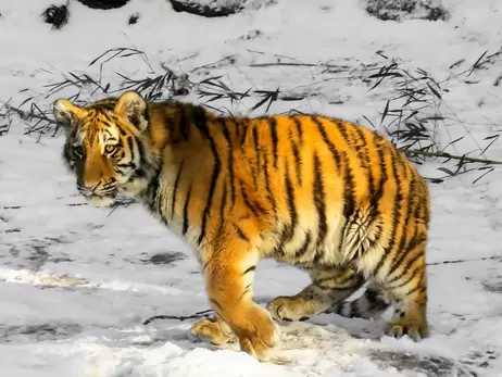 Опасная экзотика: почем в Украине живых тигров продают