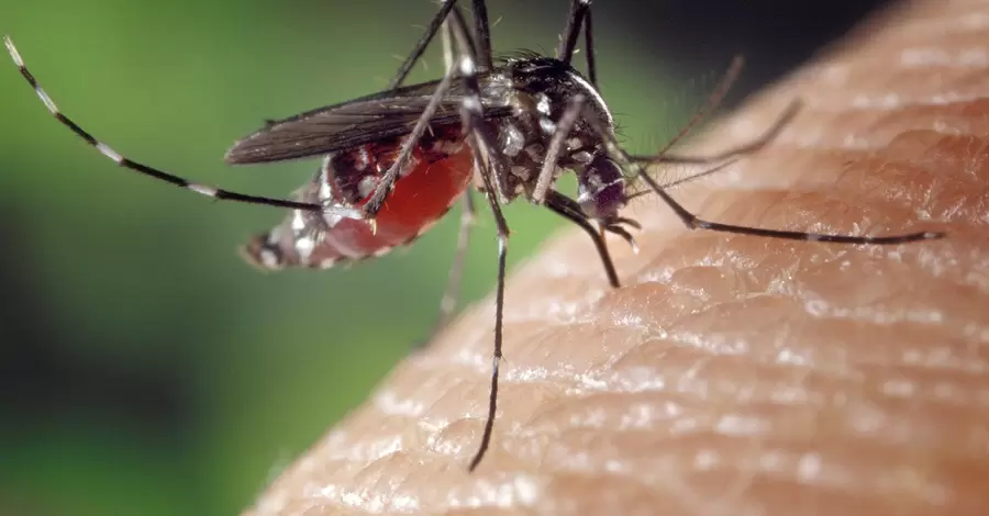В ВОЗ заявили, что коронавирус привел к росту смертности от малярии