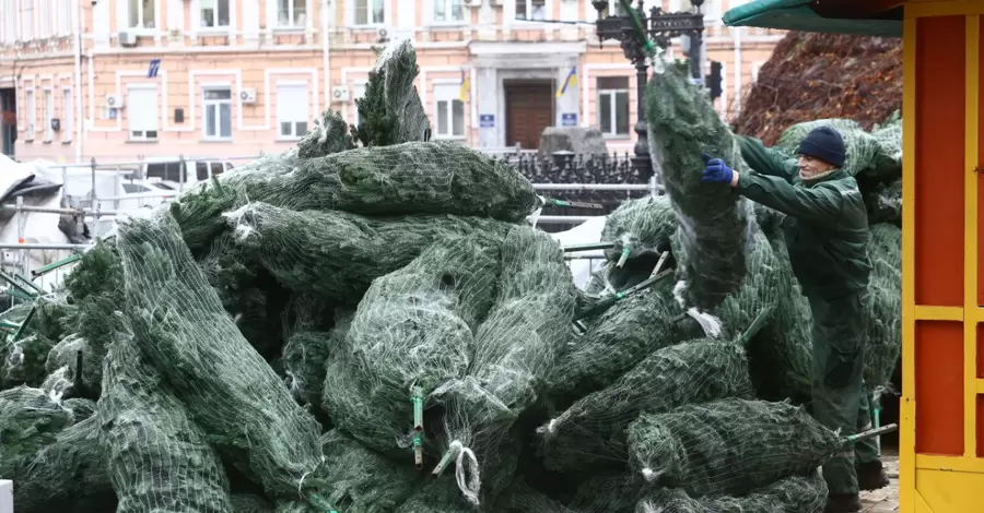 На Софийскую площадь в Киеве свезли десятки деревьев для монтажа главной новогодней елки