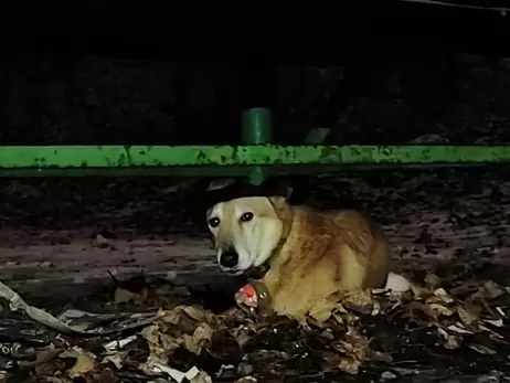 В Киеве хозяйка привязала пса в парке и уехала на заработки