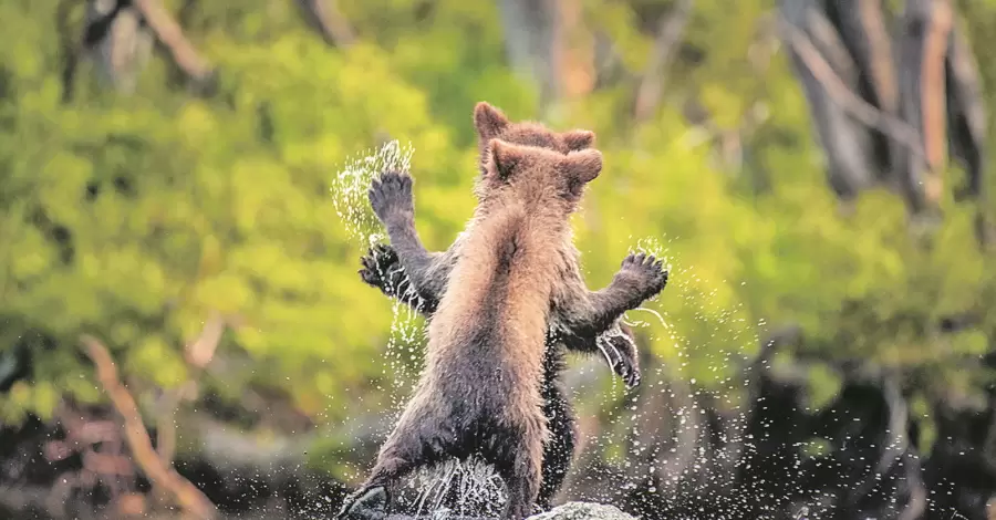 Найсмішніше фото дикої природи: переможці конкурсу Сomedy Wildlife Photo Awards