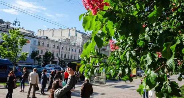 На Крещатик хотят вернуть каштаны. Но понадобится миллион евро