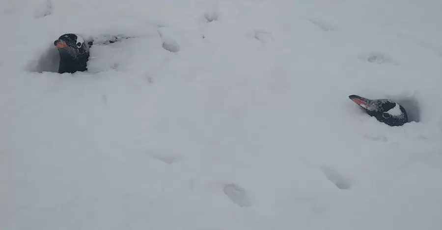 Біля української станції Академік Вернадський в Антарктиді випала рекордна кількість снігу