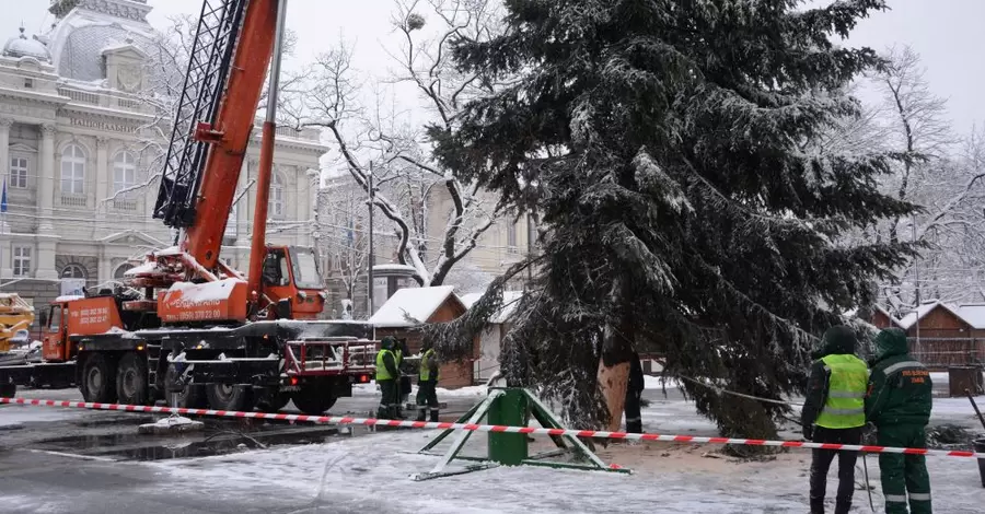 Головною ялинкою Львова стало дерево, 35 років тому привезене із Карпат