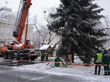 Главной елкой Львова стало дерево, 35 лет назад привезенное из Карпат