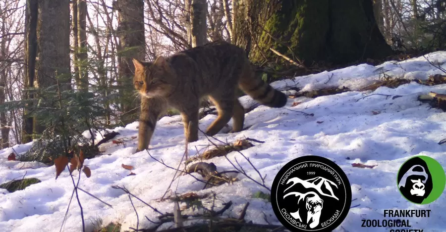 Фотопастки зняли в Карпатах лісового кота, якого мало хто бачив