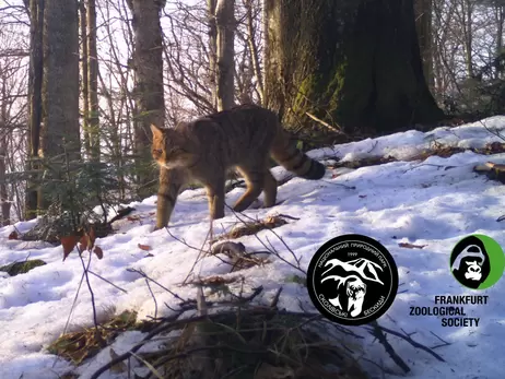 Фотопастки зняли в Карпатах лісового кота, якого мало хто бачив