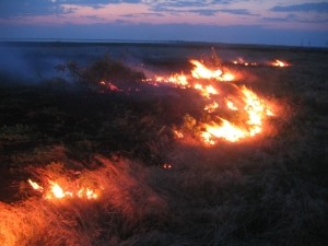 В Луганской области сгорело 900 гектаров степи 