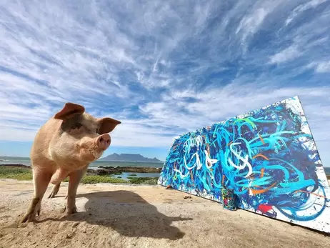 Картину свиньи-художницы продали за 26 тысяч долларов. Животное спасли от забоя в 2016 году