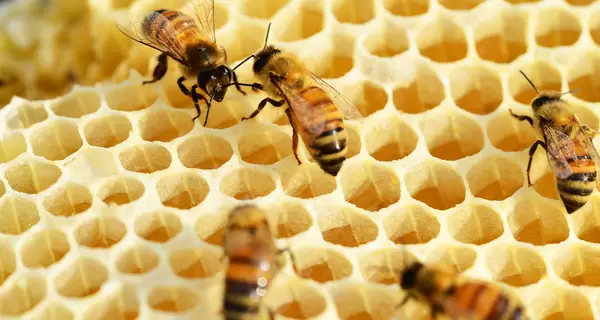 Єкологи: комахи стрімко вимирають - людство може залишитися без їжі