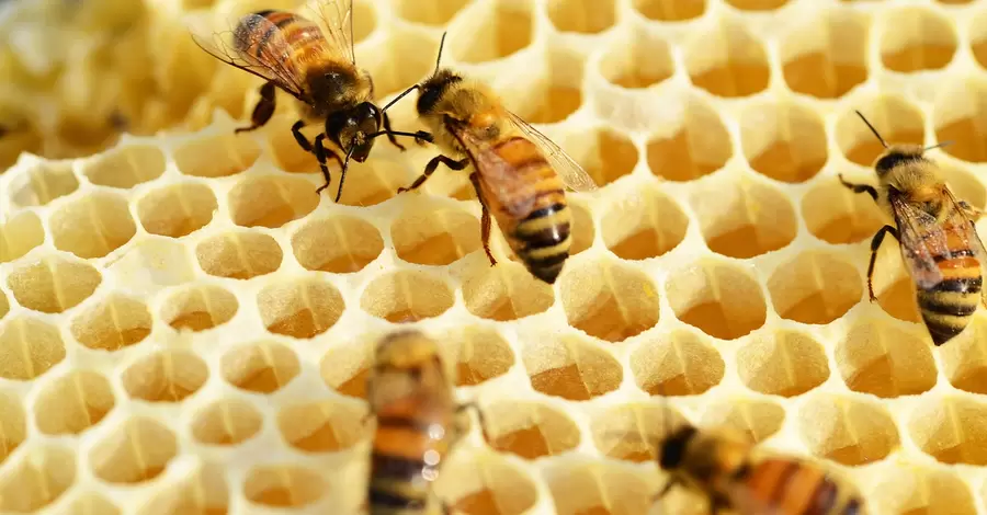 Єкологи: комахи стрімко вимирають - людство може залишитися без їжі
