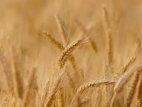 В Украине собрали рекордный урожай зерновых за годы независимости