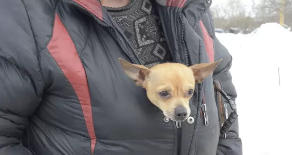Холод собачий: як захистити домашніх вихованців та бродячих тварин від морозу