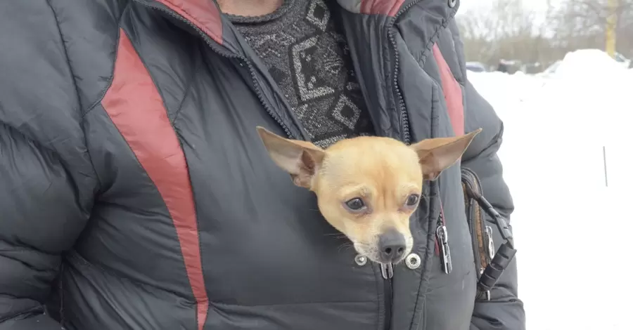 Холод собачий: як захистити домашніх вихованців та бродячих тварин від морозу