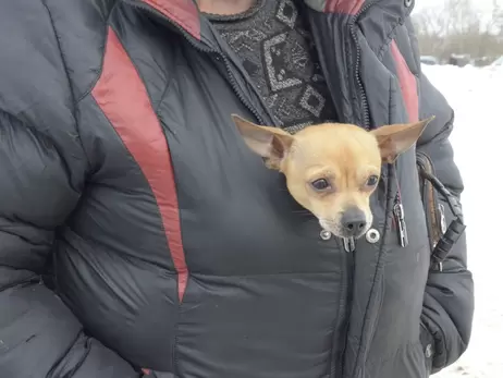 Холод собачий: как защитить домашних питомцев и бродячих животных от мороза