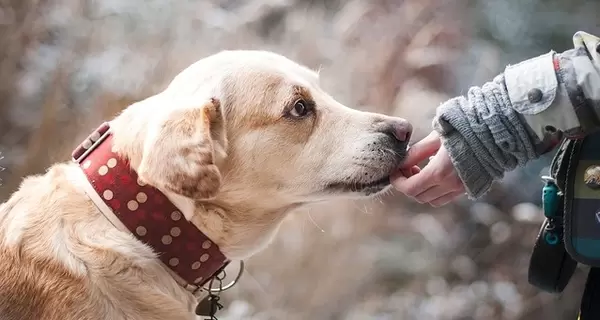 Собака спасла из воды мальчика, провалившегося под лед в Киеве