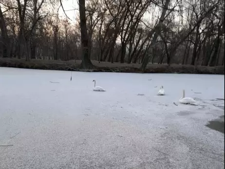 В Запорожье жители добились спасения лебедей, которые попали в ледяной капкан