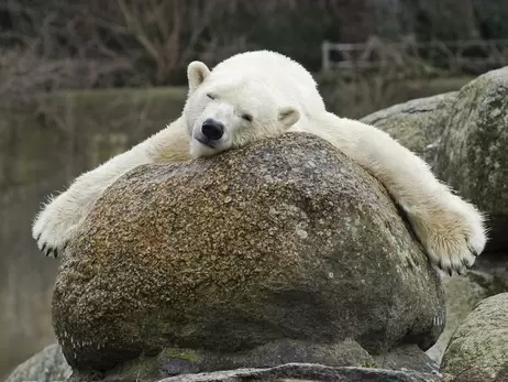 У Берлінському зоопарку померла біла ведмедиця Катюша. Вона була найстарішою в Європі