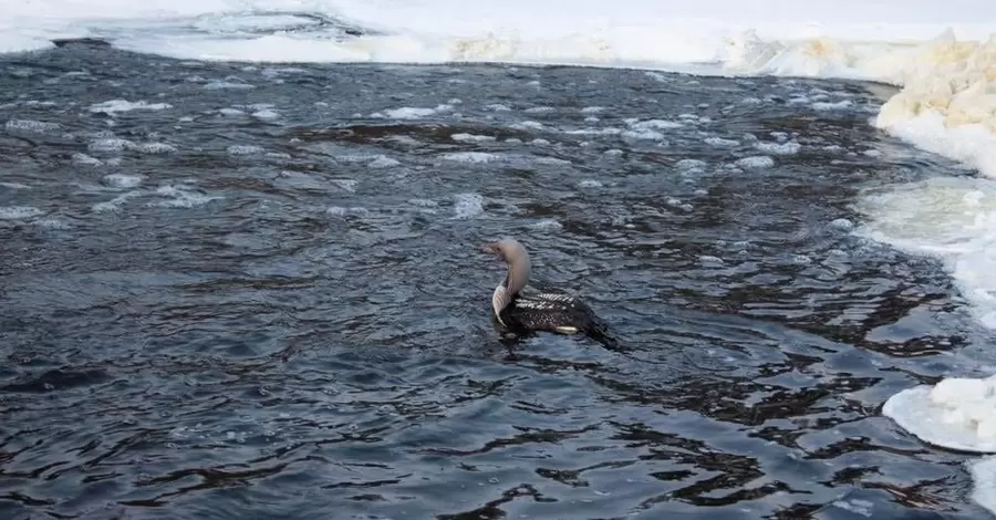 В заповеднике на Житомирщине спасли редкую птицу, которая гнездится на Аляске