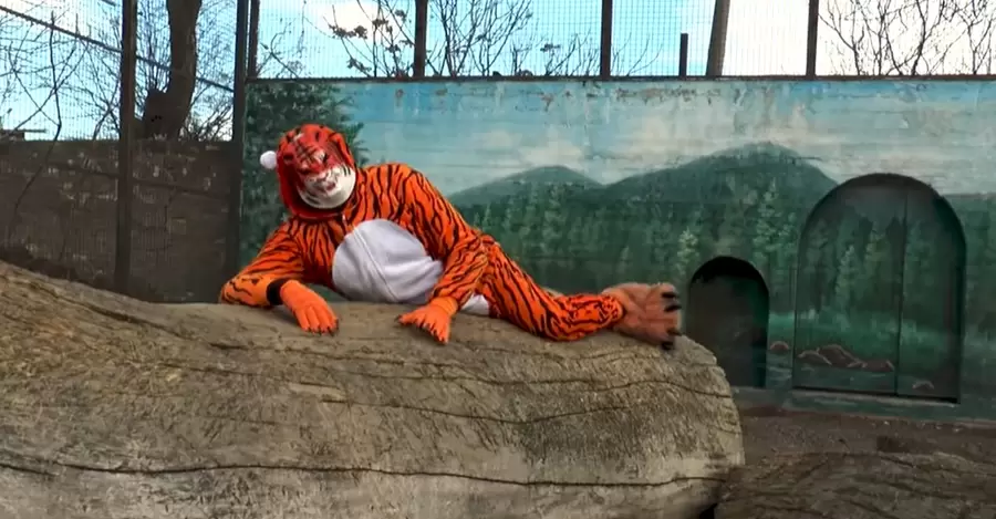 Директор одеського зоопарку зняв новорічний кліп, у якому зіграв тигра, що втік з клітини.