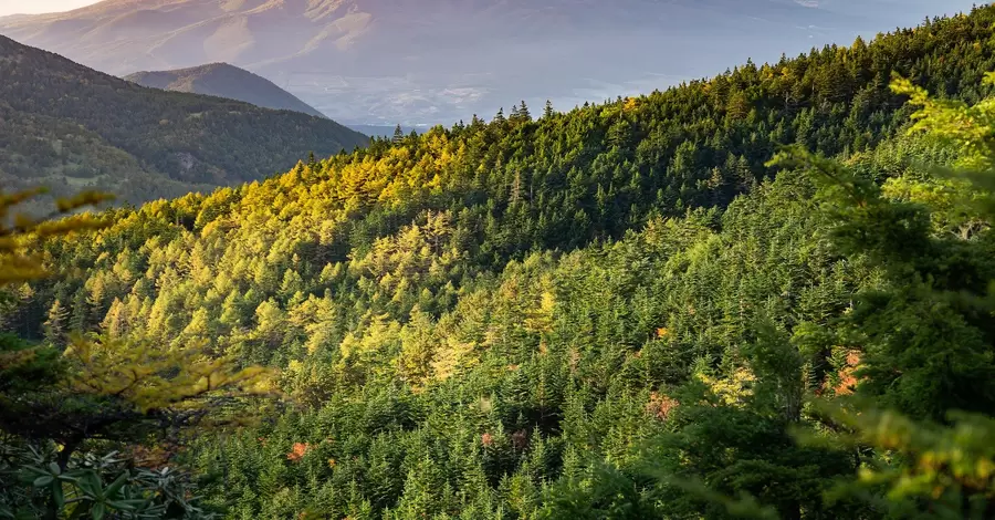 В Украине высадили почти 250 миллионов деревьев за год