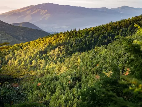 В Україні висадили майже 250 мільйонів дерев за рік