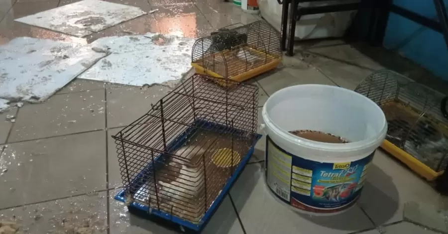 После потопа на зоовыставке в Мариуполе погибли десятки крыс, ежей и шиншилл