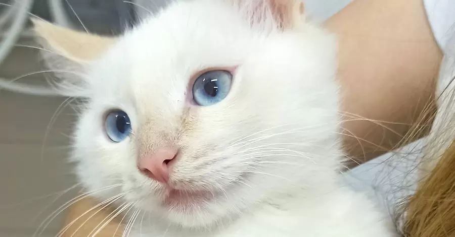 История котенка, спасенного из-под колес автомобиля: вырос в четырехкилограммового красавца и завел Instagram