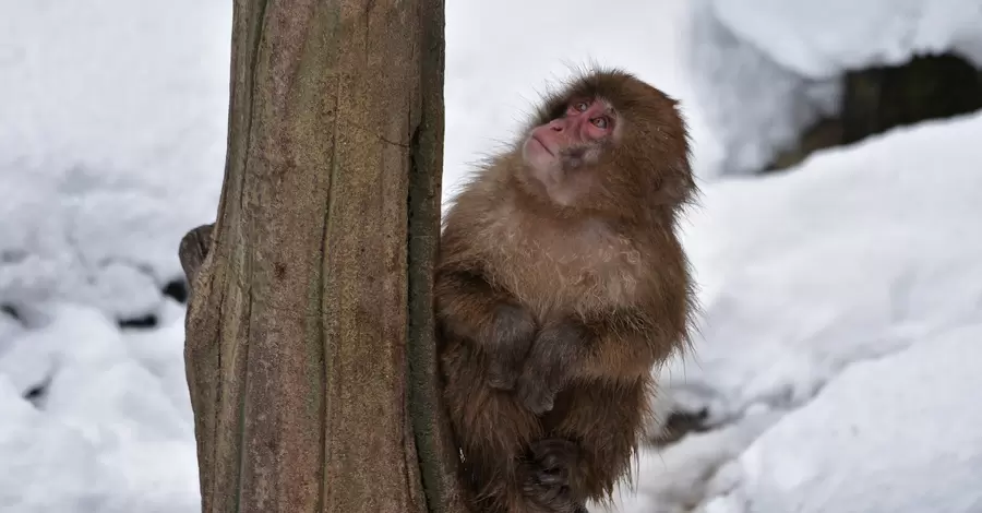 В харьковском зоопарке показали, как японские макаки радуются снегу
