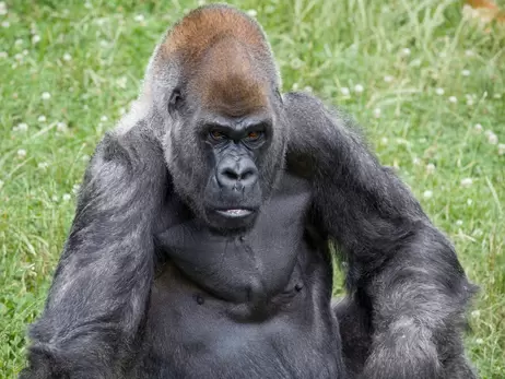  В зоопарке Атланты умер Оззи — самый старый в мире самец гориллы